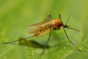 Причины роста популяций комаров
