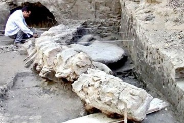 Найдены останки 18-метрового мегалодона