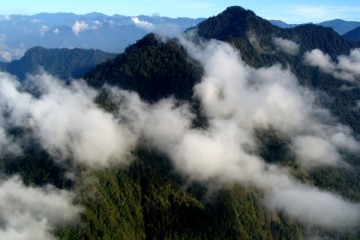 Тайна деревьев-гигантов в горах Папуа-Новой Гвинеи