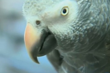 Попугай впервые в США предстанет перед судом