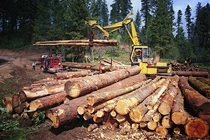 Силами общественности вырубка деревьев в Химкинском лесу была остановлена