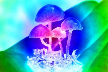 Раскрыта тайна «волшебных грибов»