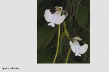 На Мадагаскаре открыли орхидею с сильным запахом шампанского