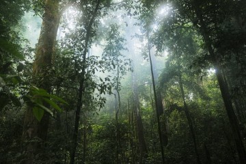 Леса стали выделять больше углерода, чем кислорода