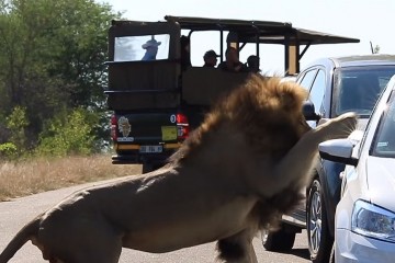 Лев атаковал туристов, чтобы впечатлить львицу