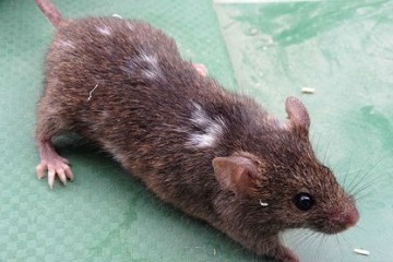 Ученые определили: домовые мыши «одомашнили» себя сами 