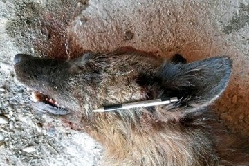 Американский фермер убил неизвестное существо, похожее на волка 