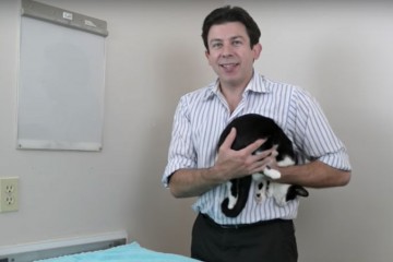 Ветеринар советует нести кошку задом наперед, прижав к себе
