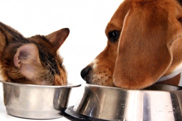 Почему собаки пьют неряшливо, а кошки аккуратно?