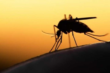 Пластик по планете разносят комары