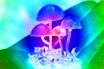 Микродозы «волшебных грибов» помогают творчеству