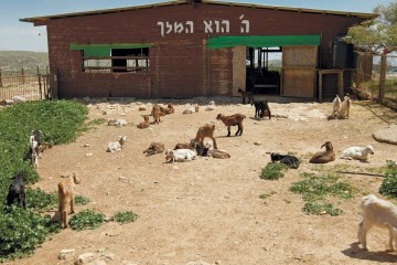 В Израиле появилась Ферма свободы, где у людей раскрываются сердца