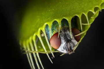 Как работают челюсти венериной мухоловки?