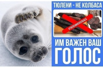 Более 117 тысяч россиян выступили против производства колбасы из тюленей