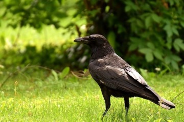 Учёные выяснили, что вороны способны «делиться» плохим настроением