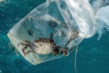 Ежегодно в мировом океане оказывается 12 млн тонн пластика