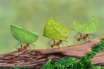 Австралийские муравьи вовсю готовятся к Армагеддону