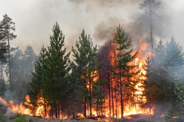 В лесах России сгорели 2,4 млрд рублей