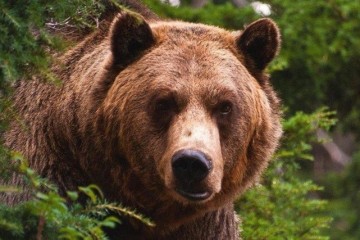 Пенсионерка нашла общий язык с медведем, но потеряла дар речи