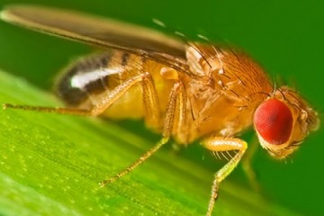 В Америке генетики создали из плодовых мушек ядовитых супернасекомых