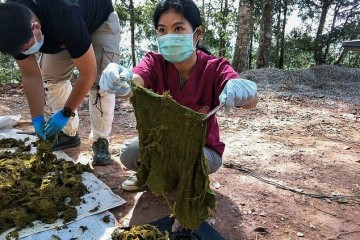 У оленя, найденного мёртвым в Таиланде, в желудке нашли 7 кг пластикового мусора