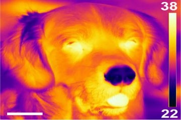 Собаки чувствуют носом слабое тепловое излучение