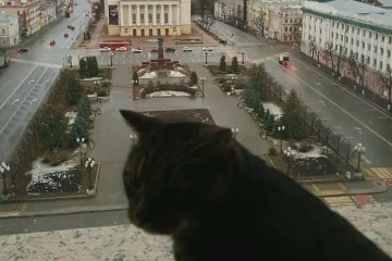 Упитанный кот Виктор посетил президента Татарстана