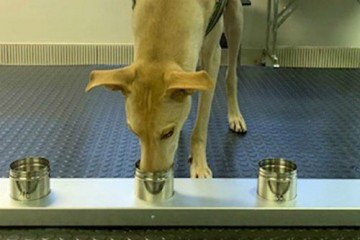 Собаки помогут обнаружить коронавирусную инфекцию