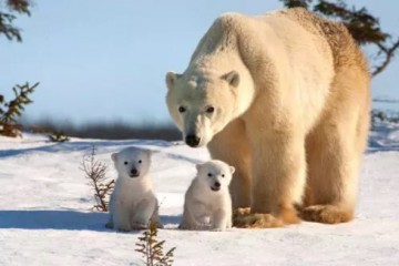 Белые медведи оказались на грани вымирания как вид