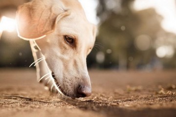 Собаки могут находить больных Ковидом-19 по запаху