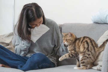 Новая добавка поможет лечить аллергию на кошек 