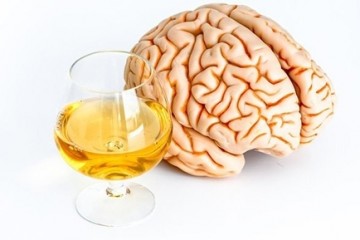 Употребление алкоголя приводит к атрофии мозга