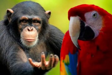 Биологи определили, что для эволюции мозга приматов и птиц потребовалось четыре скачка