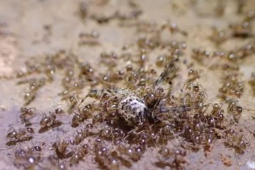Ученые нашли биологический способ справиться с непобедимыми муравьями