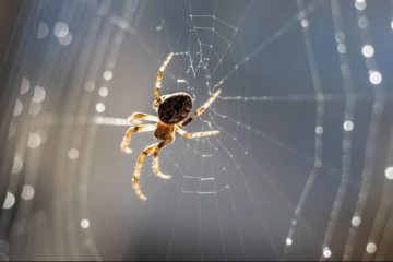 Пауки слышат звуки ногами из-за вибрации паутины