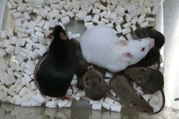В Японии впервые в мире клонировали живых мышей из сушеной мертвой кожи