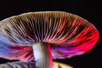 Псилоцибин из «волшебных грибов» обладает терапевтическим потенциалом при алкогольной зависимости
