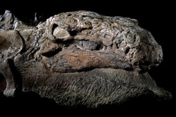 Ученые нашли мумию динозавра