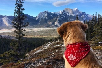 Канада закрывает границы для собак