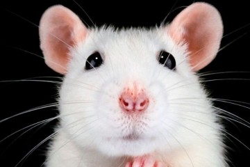 Ученые «потрясены» новым лечением, возвращающим зрение слепым мышам