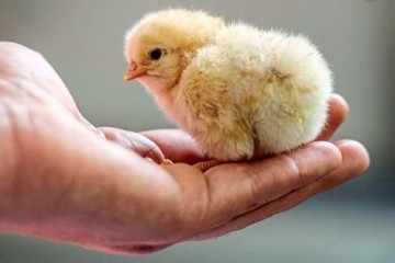 Цыплята домашних кур понимают, что такое "ничто"