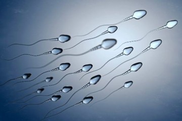 Вагинальный гель из креветок против сперматозоидов