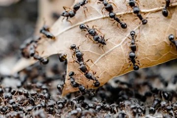 Влияние человека усиливает агрессивность муравьев