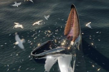 Открытое повторно поведение китов описано в мифах