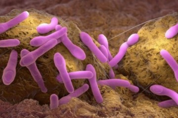Голодные бактерии производят больше токсинов