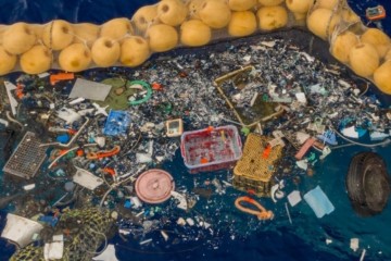 Большое тихоокеанское мусорное пятно так разрослось, что на нем появилась жизнь