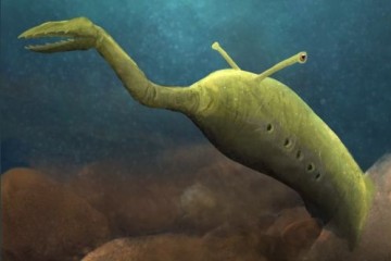 Палеонтологи выяснили: монстр Талли не является ранним позвоночным, но его тайна не раскрыта