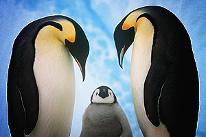 Столичные власти отказались от возведения павильонов предназначенных для пингвинов