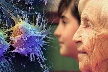 Исследование молекулярной основы процесса старения