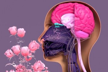 Тренировка запоминания запахов улучшает память